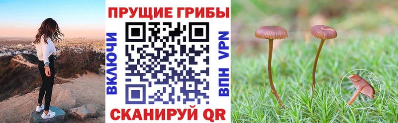 Галлюциногенные грибы MAGIC MUSHROOMS  купить наркотик  Богданович 